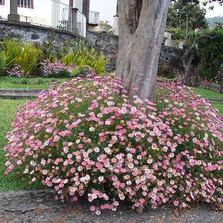 Daire Private Pool Apt. With Great View Funchal